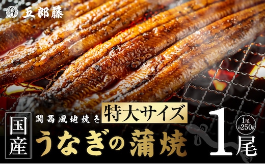 老舗【五郎藤】 関西風地焼き 国産有頭旨鰻 250g×1尾 特大 うなぎ ウナギ 蒲焼き 炭火 099H5079