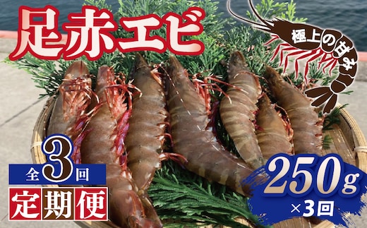 【定期便】足赤エビ 250g×全3回 計750g【国産 えび 天然 ぷりぷり 海鮮 水揚げ 生食可】 099Z386