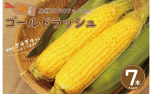 【先行予約】秋収穫！ゴールドラッシュ 7本セット とうもろこし 005A299
