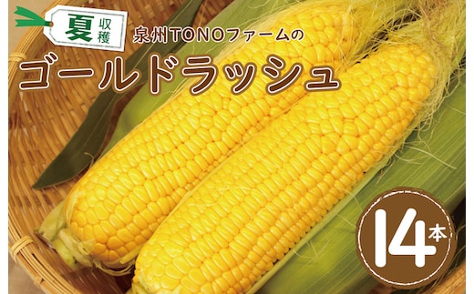 【先行予約】ゴールドラッシュ 14本【新鮮 野菜 泉佐野産 とうもろこし コーン やさい TONOファーム 数量限定】 010B140