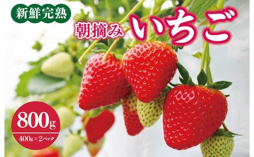 【先行予約】「厳選プレミアム！」完熟朝摘みいちご 800g（400g×2パック） 099H2853