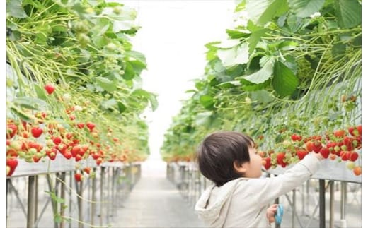 いちご狩り親子チケット 099H4019