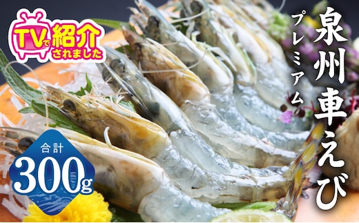 【TVで紹介！】泉州車えび 300g【生食可 海鮮 車海老 車エビ 海老 えび エビ 刺身 産地直送 急速冷凍 鮮度抜群】 G2179