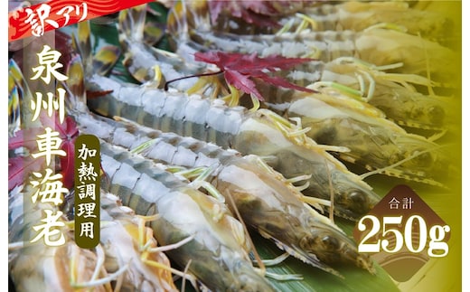 訳アリ！お試し 加熱調理用 泉州車海老250g【TVで紹介されました！】 G3703