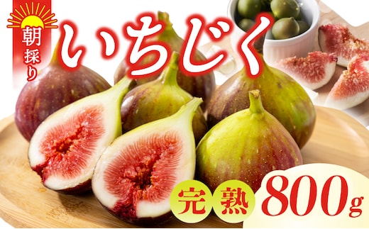 【先行予約】完熟いちじく 800g以上（2パック）【農家直送 朝採り 訳あり サイズ不揃い わけあり 産地直送 イチジク フルーツ 果物】 G5718