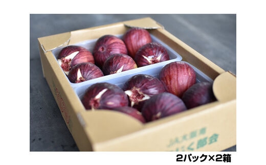 いちじく 朝採り 【2026年配送】 約2kg No.141