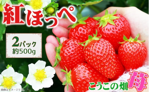 こうこの畑 苺 紅ほっぺ No.392