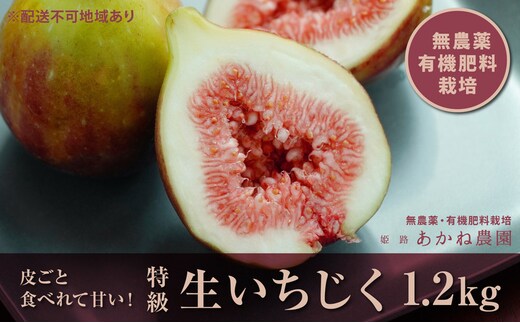 【栽培期間中 無農薬・有機肥料栽培】皮ごと食べれて甘い！あかね農園「 特級 生いちじく」約 1.2kg