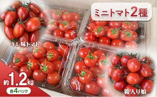 【11月中旬以降順次出荷】ミニトマト（2種）ご自宅用 [ ミニ とまと 高糖度 産地直送 野菜 ]