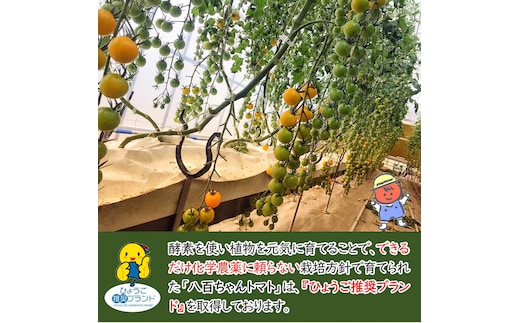 【定期便・全6回】大玉トマトのトマトジュース 180ml 30本セット × 6回｜国産 姫路産 八百ちゃんトマト 100%ストレート