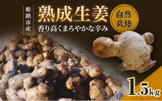 自然栽培で育てた甘くて瑞々しい姫路産熟成しょうが1.5kg 生姜 国産 栽培期間中 農薬 不使用 ショウガ 産地直送 農産物品評会 受賞