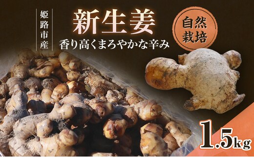 自然栽培で育てた甘くて瑞々しい姫路産新しょうが1.5kg 生姜 国産 栽培期間中 農薬 不使用 ショウガ 産地直送 農産物品評会 受賞