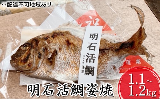 明石活鯛姿焼 1100～1200g[ 明石鯛 鯛 焼鯛 祝い鯛 お祝い ] 魚貝類 タイ 加工食品 厳選 贅沢 レンジ お鍋 アヒージョ 