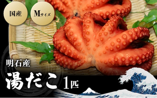 明石産 湯だこ 1匹 Mサイズ[ 明石たこ ボイルたこ 蛸 ] 魚貝類 海の幸 海鮮 身 甘い 弾力 食感 酢の物 天ぷら 明石焼 タコ焼き 食材 タコ飯 つまみ 肴 マリネ アヒージョ 国産 日本産 