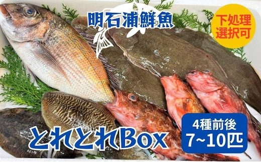 とれとれBox（4種前後 7～10匹）下処理可[ 鮮魚 旬 詰合せ 簡単料理 ] 魚介類 お魚 海鮮 海の幸 とれたて とれたての魚 新鮮 旬の魚 当日発送 季節の魚 魚料理 焼き魚 煮つけ お楽しみ 下処理なし