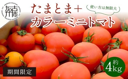 【限定出荷】