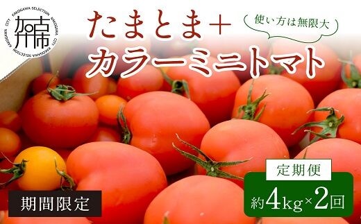 【限定出荷】