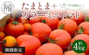 【限定出荷】"たまとま"＋カラーミニトマト(約4kg)《 野菜 トマト ミニトマト カラートマト 期間限定 送料無料 おすすめ 美味しい セット とまと ふるさと納税 》【2401C12101】