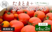 【限定出荷】"たまとま"＋カラーミニトマト(約4kg)[定期便2回]《 野菜 トマト ミニトマト カラートマト 定期 定期便 2回 送料無料 おすすめ 美味しい セット とまと ふるさと納税 》【2403C12103】