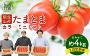 【限定出荷】"たまとま"＋カラーミニトマト(約4kg)[定期便2回]《 野菜 トマト ミニトマト カラートマト 定期 定期便 2回 送料無料 おすすめ 美味しい セット とまと ふるさと納税 》【2403C12103】