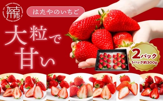 はたやのいちご 2Pセット《 いちご 苺 イチゴ フルーツ 果物 国産 フルーツ工房はたや あまえくぼ 章姫 あまクイーン ロイヤルクイーン ぽりっちご あまおとめ 堅しろう 》【2501C09702】