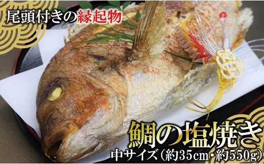 【尾頭付きの縁起物】 活塩焼き鯛（中サイズ） 1匹（約35cm・約550g）22-67