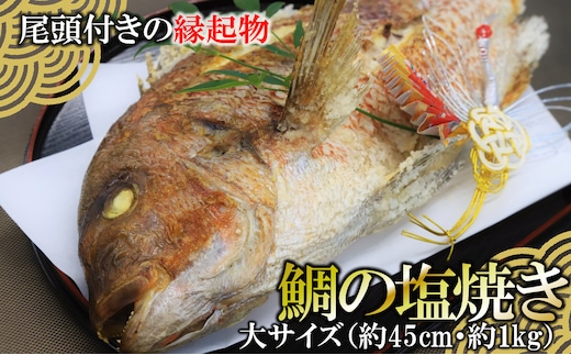 【尾頭付きの縁起物】 活塩焼き鯛（大サイズ） 1匹（約45cm・約1kg） 33-36