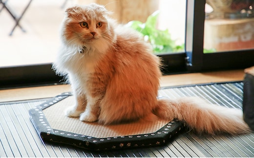 ひょうごの匠がつくる畳インテリア 八角形畳 福祉用品 若草色