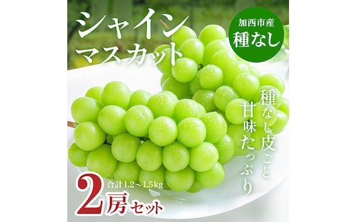 【令和8年産】シャインマスカット 2房 セット 約1.2～1.5kg ぶどう 葡萄 ブドウ マスカット 種なし 高級ぶどう フルーツ 果物 くだもの 季節のフルーツ 旬のフルーツ