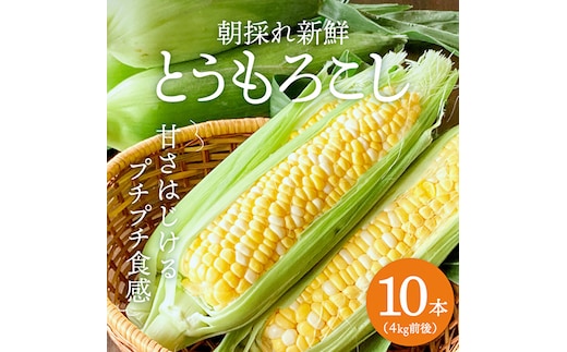とうもろこし 朝どり 10本 4kg 前後 2025年 兵庫県産 よしよし畑 農家直送 朝どれ 野菜 新鮮 高糖度 キャンプ BBQ アウトドア 極甘 甘い 絶品 朝 採り 夏野菜 あまい 冷蔵配送 