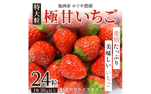 【令和8年産】 かぐや農園の極甘 いちご 特大粒 24粒 果物 フルーツ 果実 高設栽培方式 紅ほっぺ かおり野 ロマンベリー お楽しみ 