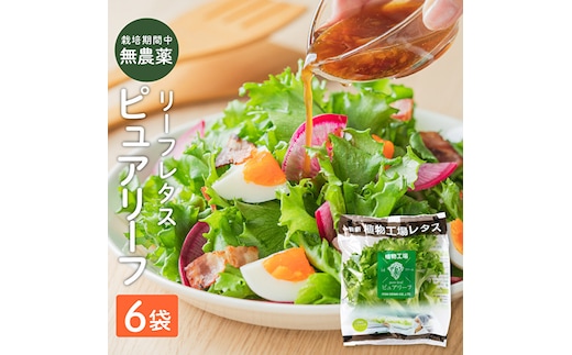 最新植物工場 レタス ピュアリーフ 6個入[ 栽培期間中農薬不使用 新鮮 長持ち 栄養 健康 衛生的 安全 安心 低雑菌 年内受付 ] 野菜 
