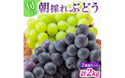 【令和8年産】ぶどう 2種類 セット 品種おまかせ 2kg 3～4房入 食べ比べ 旬 朝採れ 種無し 兵庫県産 農家直送 果物 果物類 フルーツ デザート ギフト 詰め合わせ 化粧箱入り 甘い