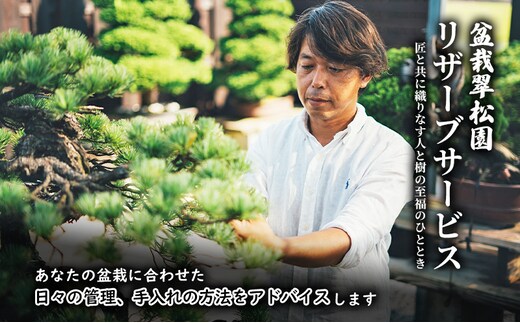 盆栽 翠松園 リザーブサービス 【あなたの盆栽に合わせた日々の管理をアドバイス】 チケット 体験チケット 