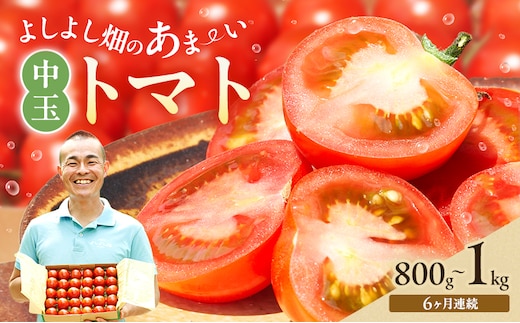 【6ヶ月連続 お届け】 よしよし畑のあま～い トマト ( 中玉トマト ) 800g ～ 1kg 計約3kg 程度 新鮮 産地直送 とまと 頒布会 定期便 おいしい おすすめ ギフト お取り寄せ