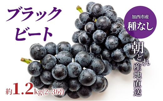 【令和8年産】ブラックビート 2～3房 セット ぶどう 種無し 皮ごと 兵庫県産 大粒 農家直送 果物 果物類 フルーツ デザート ブドウ 詰め合わせ 甘い 粒 糖度 巨峰 