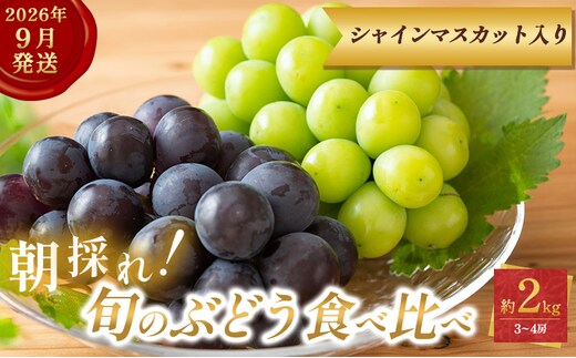 9月限定｜採れたて旬のぶどう 食べ比べ 約2kg（3～4房）シャインマスカット入り セット 詰め合わせ 産地直送 フルーツ 兵庫県 加西市