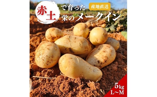 じゃがいも メークイン 5kg 産地直送 野菜 ジャガイモ 芋 赤土 加西市 栄町