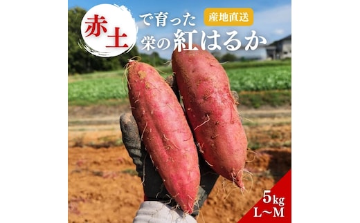 さつまいも 紅はるか 5kg 産地直送 野菜 サツマイモ 芋 焼き芋 赤土 加西市 栄町
