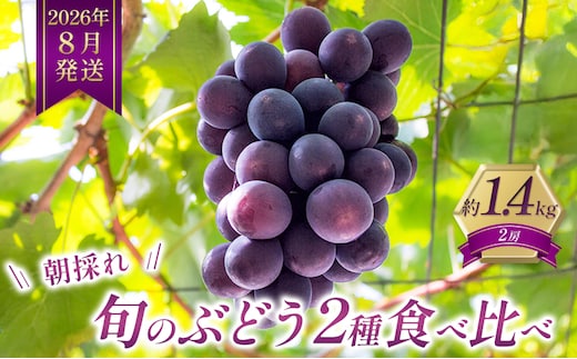 8月発送｜朝採れ旬のぶどう 2種 食べ比べセット 約1.4kg（2房） セット 詰め合わせ 産地直送 フルーツ 兵庫県 加西市