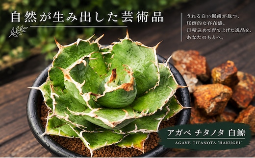 アガベ チタノタ 白鯨