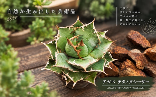 アガベ チタノタ シーザー