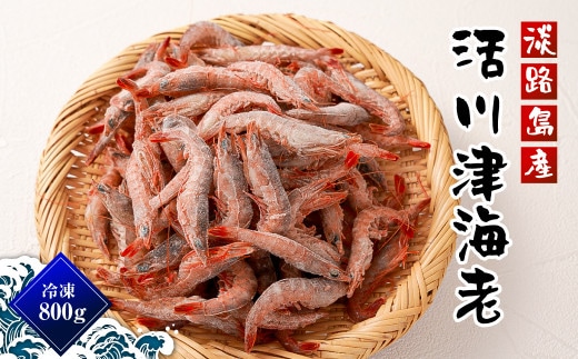 淡路島産 活川津エビ 800g [えび 海老]