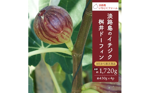 淡路島のイチジク 桝井ドーフィン【発送時期2026年8月中旬～9月上旬・お届け日指定不可】