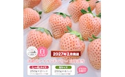 淡路島アイランドベリー 白苺淡雪 2～4パック入【2027年2月発送予約受付・お届け日指定不可】　苺