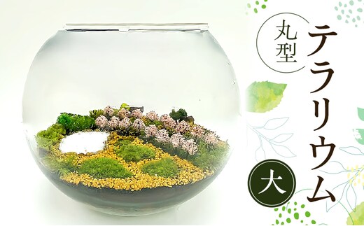 丸型テラリウム（大）