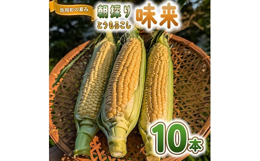 朝採り とうもろこし（味来）10本 【出荷：6月下旬】 トウモロコシ 野菜 旬の野菜 産地直送 産直 朝採り 朝採れ 鮮度抜群