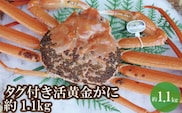 【先行予約】【幻のカニ 兵庫県香住産 タグ付き活黄金ガニ 約1.1kg 冷蔵】日本海フーズ 07-39