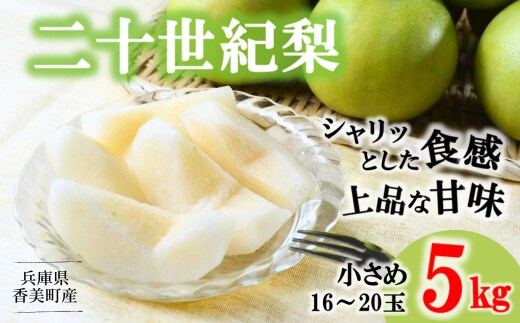 2026年産 先行予約【梨 20世紀梨 香住梨 5kg 小さめ（1玉250g～300gを16～20玉）】8月下旬～9月中旬までにお届け JAたじま 12-09