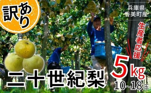 2026年産 先行予約【梨 訳あり 20世紀梨 5kg（10～18玉）サイズバラつき有り（L～5L）生産者応援商品】9月上旬以降配送予定 JAたじま 12-23